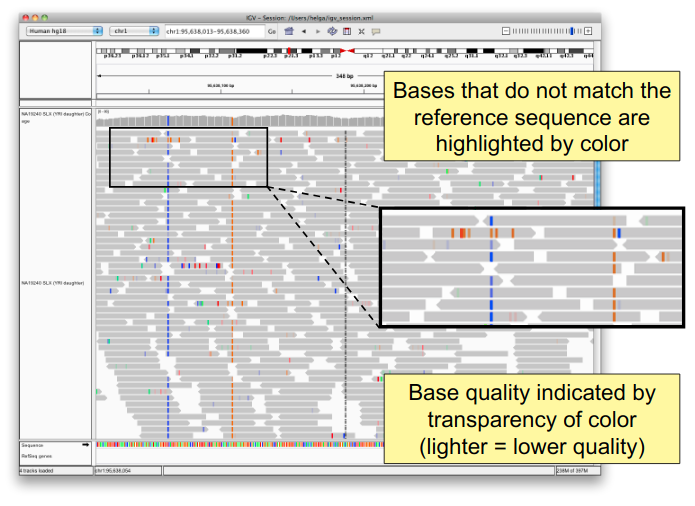 Mismatch data in IGV.