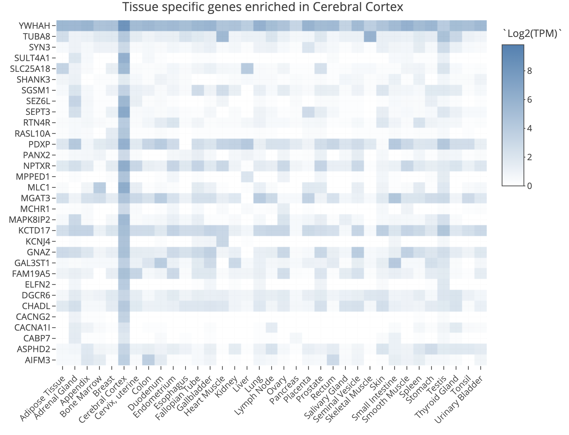 TissueEnrich-HBR-Genes-2.png