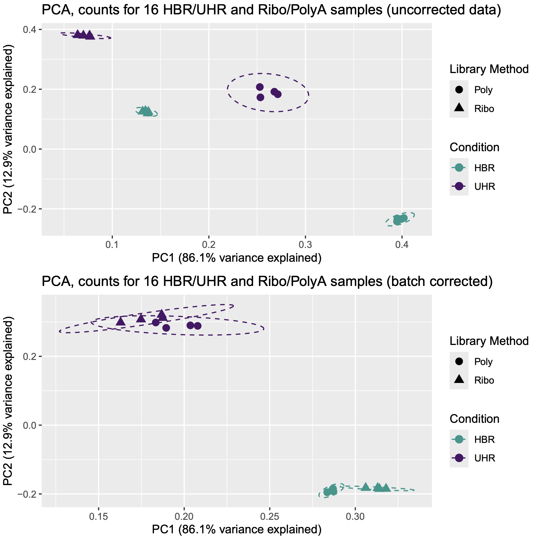 PCA-Plot